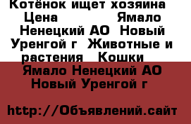 Котёнок ищет хозяина › Цена ­ 35 000 - Ямало-Ненецкий АО, Новый Уренгой г. Животные и растения » Кошки   . Ямало-Ненецкий АО,Новый Уренгой г.